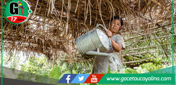 MINAM invierte S/ 49.8 millones en proyectos productivos para preservar la Amazonía