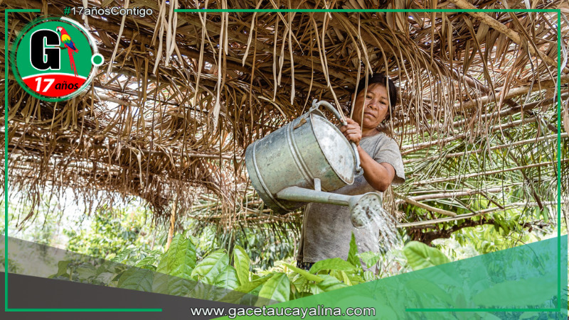 MINAM invierte S/ 49.8 millones en proyectos productivos para preservar la Amazonía