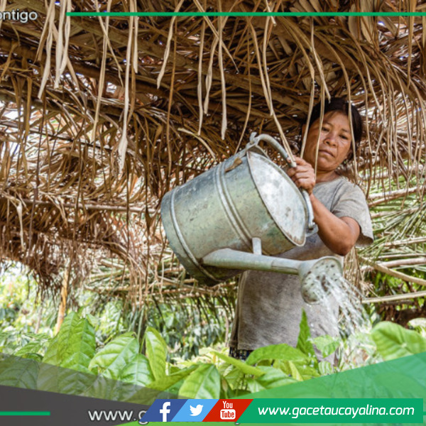 MINAM invierte S/ 49.8 millones en proyectos productivos para preservar la Amazonía