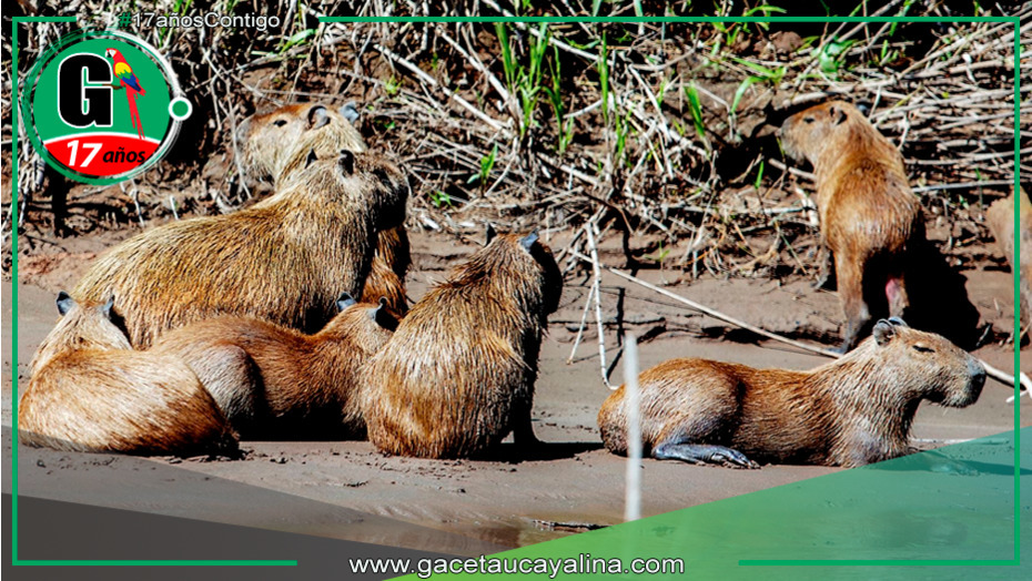 El capibara o ronsoco, el roedor amazónico que encanta al mundo