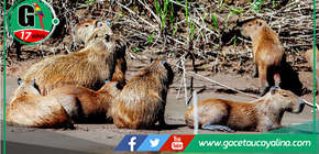El capibara o ronsoco, el roedor amazónico que encanta al mundo