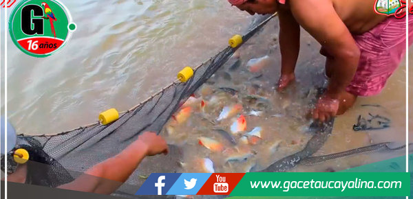 Capacitación y Acompañamiento: Pisicultores de Sepahua Mejoran Producción de Peces bajo la Gestión del Alcalde Salcedo Ríos