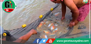 Capacitación y Acompañamiento: Pisicultores de Sepahua Mejoran Producción de Peces bajo la Gestión del Alcalde Salcedo Ríos