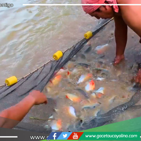 Capacitación y Acompañamiento: Pisicultores de Sepahua Mejoran Producción de Peces bajo la Gestión del Alcalde Salcedo Ríos