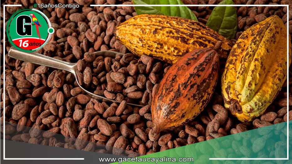 La cuna del cacao, redescubierta en la Amazonía peruana