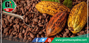 La cuna del cacao, redescubierta en la Amazonía peruana