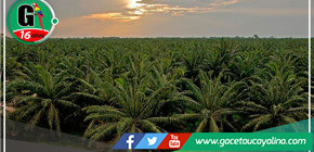 La palma aceitera, líder en el desarrollo de la Amazonía Peruana