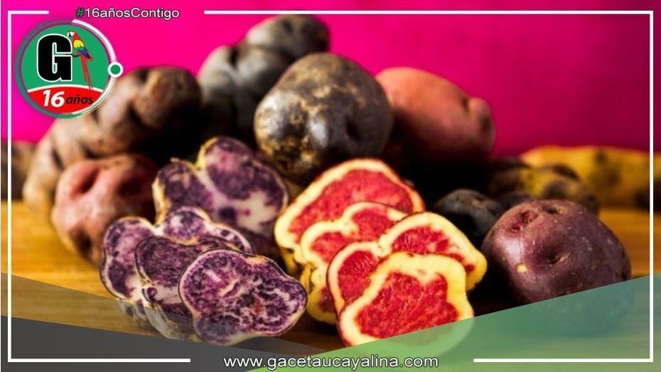 Productores de papa en Huánuco venden toneladas directamente a Inca Crops