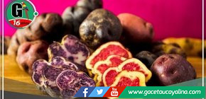 Productores de papa en Huánuco venden toneladas directamente a Inca Crops