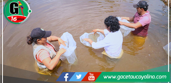 Gobierno Regional de Ucayali entrega 5 mil alevinos de gamitana en Tahuania