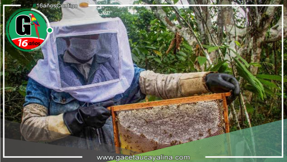 Muerte masiva de abejas preocupa a apicultores en Moyobamba