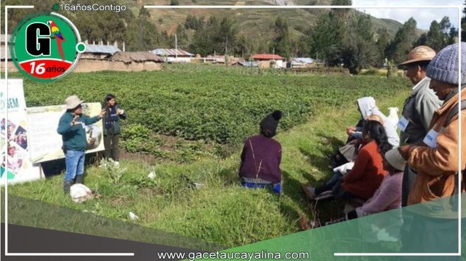 Se capacitan campesinos Llocllapampa para mejorar calidad de papa Canchan y Yungay