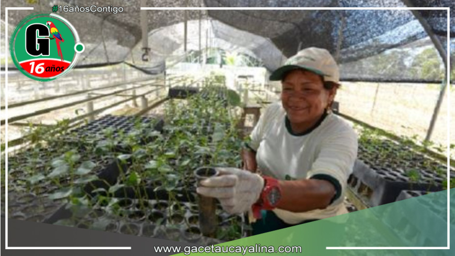 Arranca en Perú el Programa de Incentivos Forestales para impulsar la sostenibilidad y el desarrollo económico en comunidades rurales