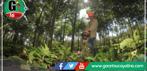 Intercambiaran experiencias exitosas sobre plantaciones forestales 