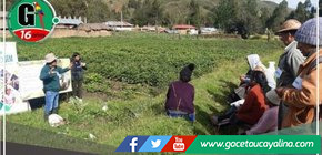 Se capacitan campesinos Llocllapampa para mejorar calidad de papa Canchan y Yungay