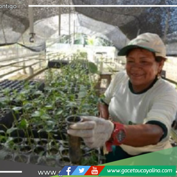 Arranca en Perú el Programa de Incentivos Forestales para impulsar la sostenibilidad y el desarrollo económico en comunidades rurales