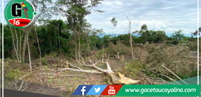 Tala ilegal amenaza la biodiversidad en área protegida de San Martín