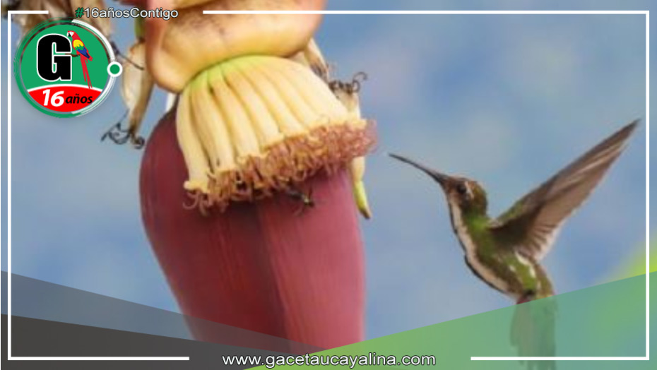 Parque Nacional Tingo María celebra 59 años de protección y biodiversidad