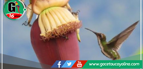 Parque Nacional Tingo María celebra 59 años de protección y biodiversidad