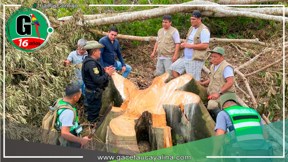 Denuncian Deforestación Ilegal en la Cordillera Escalera de San Martín: Urgente Llamado a la Protección Ambiental