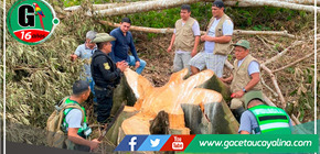Denuncian Deforestación Ilegal en la Cordillera Escalera de San Martín: Urgente Llamado a la Protección Ambiental