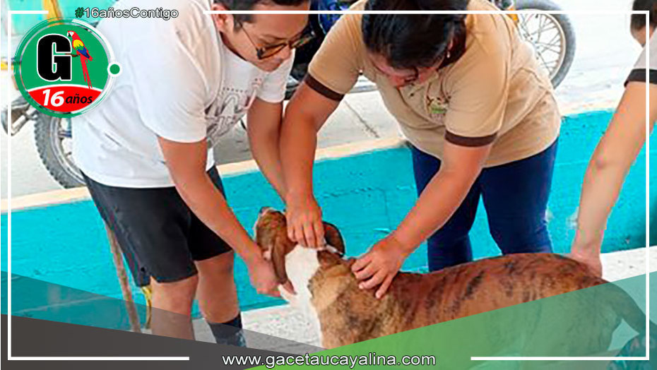 Exitosa campaña de desparasitación y vitaminización de mascotas en Irazola