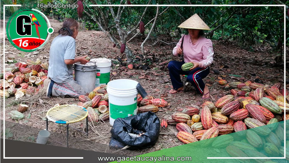 Productores de Campo Verde Mejoran Producción de Cacao con Nueva Tecnología