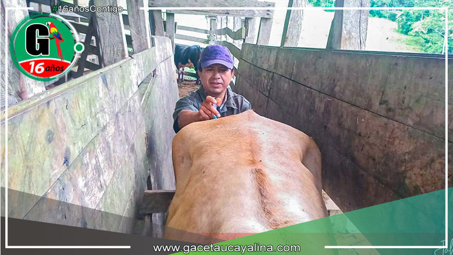 Sepahua Mejora su Actividad Ganadera con Inseminación Artificial