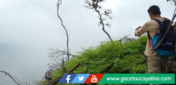 San Martín: Supervisan proceso de repoblación forestal en área dañada por fuego en la Cordillera Escalera