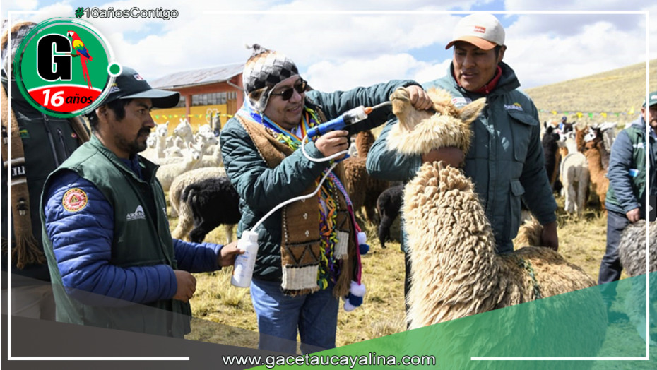 Junín: reparten 1,240 kits veterinarios para salvaguardar a alpacas y ovejas frente a las bajas temperaturas invernales