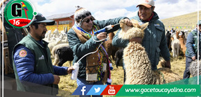 Junín: reparten 1,240 kits veterinarios para salvaguardar a alpacas y ovejas frente a las bajas temperaturas invernales