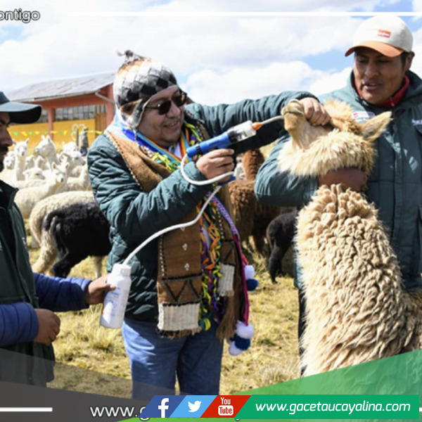 Junín: reparten 1,240 kits veterinarios para salvaguardar a alpacas y ovejas frente a las bajas temperaturas invernales
