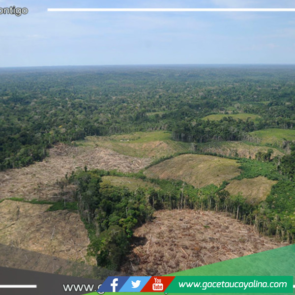 Ucayali: El Gobierno promoverá la legalización de áreas desforestadas en la región amazónica
