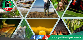 Protección del corredor ecológico Manu Purús: la comunidad internacional apoyará la conservación de esta excepcional biodiversidad