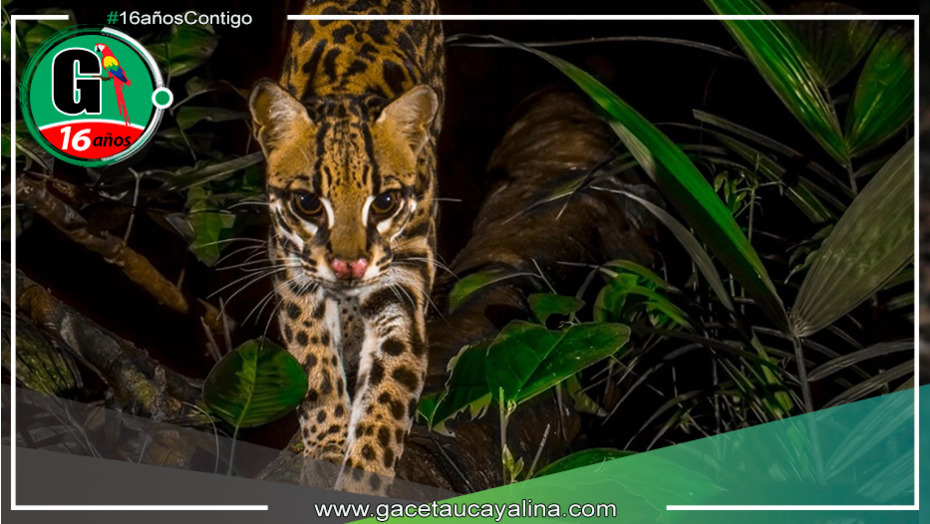 Parque Nacional del Manu celebra 51 años como joya mundial de conservación de biodiversidad