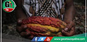 Ucayali: Gobierno regional lanza iniciativa para optimizar la calidad del cacao y aumentar la producción