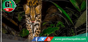 Parque Nacional del Manu celebra 51 años como joya mundial de conservación de biodiversidad