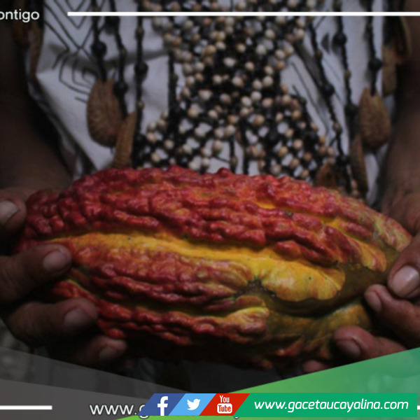 Ucayali: Gobierno regional lanza iniciativa para optimizar la calidad del cacao y aumentar la producción