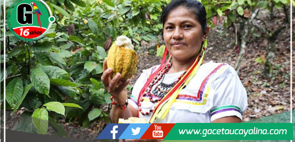 Mujeres indígenas de la selva peruana encuentran oportunidades en el alto precio del cacao