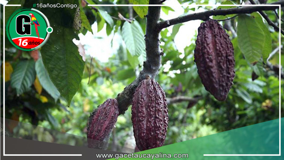 El alto precio del cacao: Una oportunidad para empoderar a las mujeres indígenas en la selva peruana