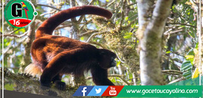 Celebrando 50 años del redescubrimiento del mono choro de cola amarilla en Junín