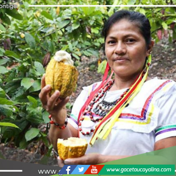 Mujeres indígenas de la selva peruana encuentran oportunidades en el alto precio del cacao