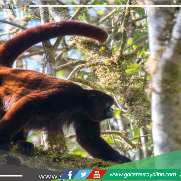 Celebrando 50 años del redescubrimiento del mono choro de cola amarilla en Junín