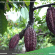  El alto precio del cacao: Una oportunidad para empoderar a las mujeres indígenas en la selva peruana