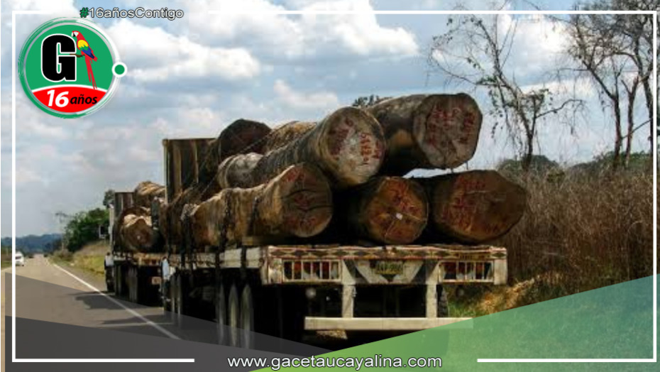 Sentencia condenatoria por tráfico ilegal de madera en Bagua