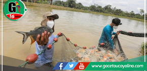Empoderando la Pesca Sostenible: Entrega de 40,000 Alevinos de Peces Amazónicos a 11 Comunidades Nativas 