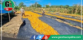 La producción de de semilla de maíz certificadas en Puinahua