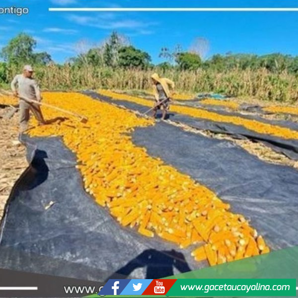 La producción de de semilla de maíz certificadas en Puinahua