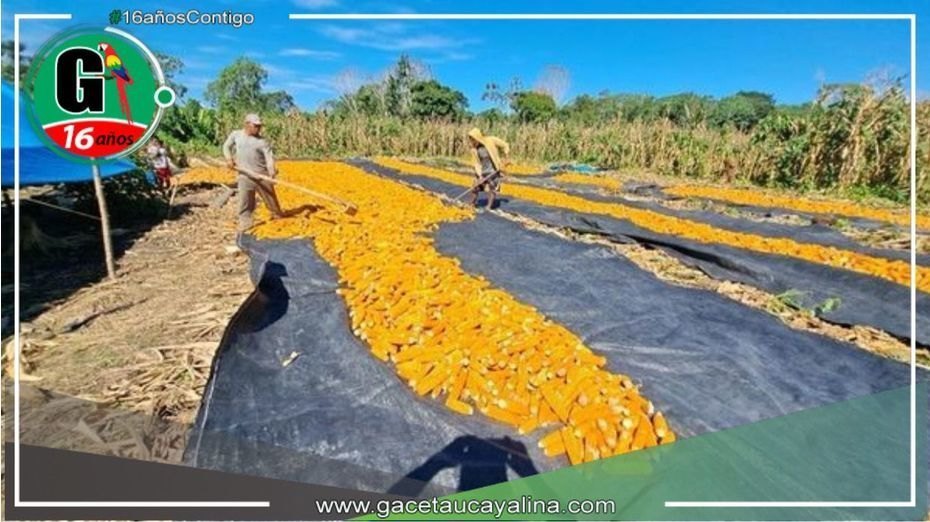 La producción de de semilla de maíz certificadas en Puinahua