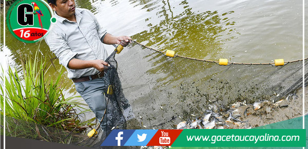 Alcalde de Sepahua coordina acompañamiento técnico para piscicultores del distrito